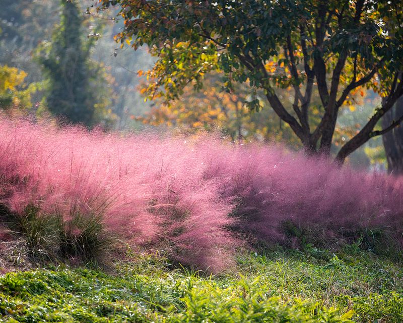 Muhly Grass Adds Resilient Charm