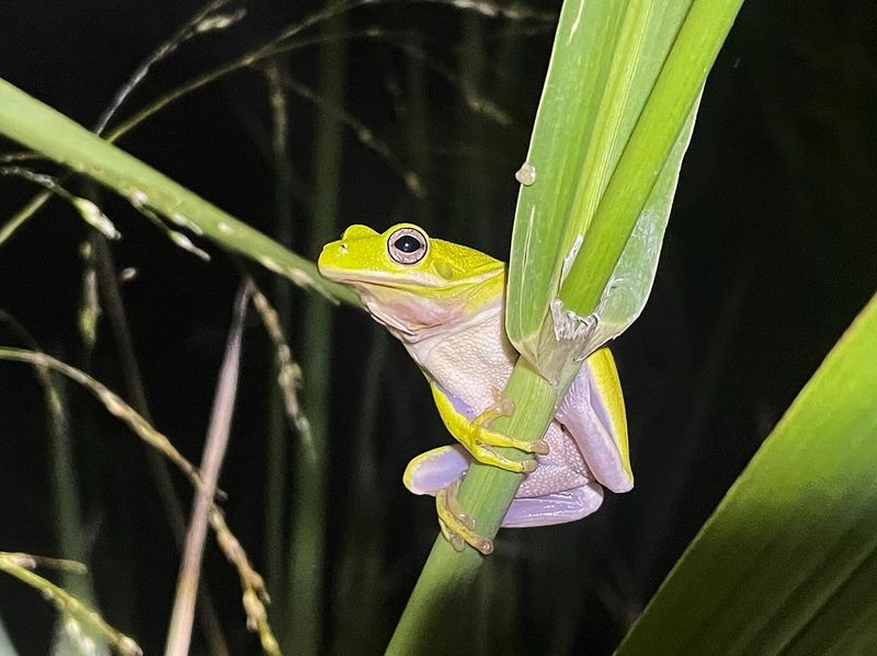 Green Tree Frogs Leap For Flying Pests