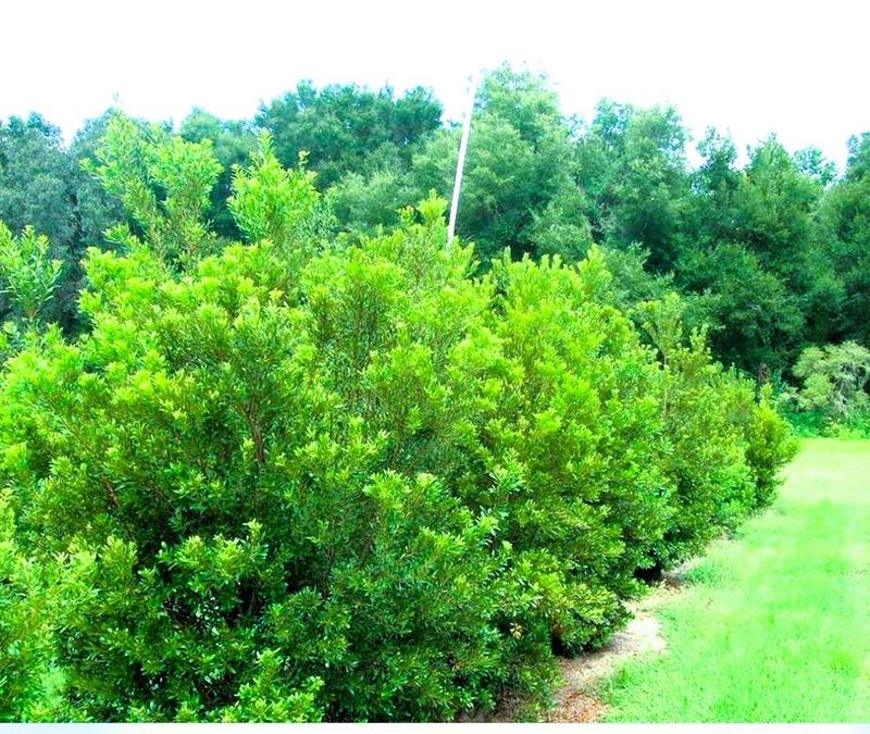 Southern Bayberry Rounds Out Your Green Wall