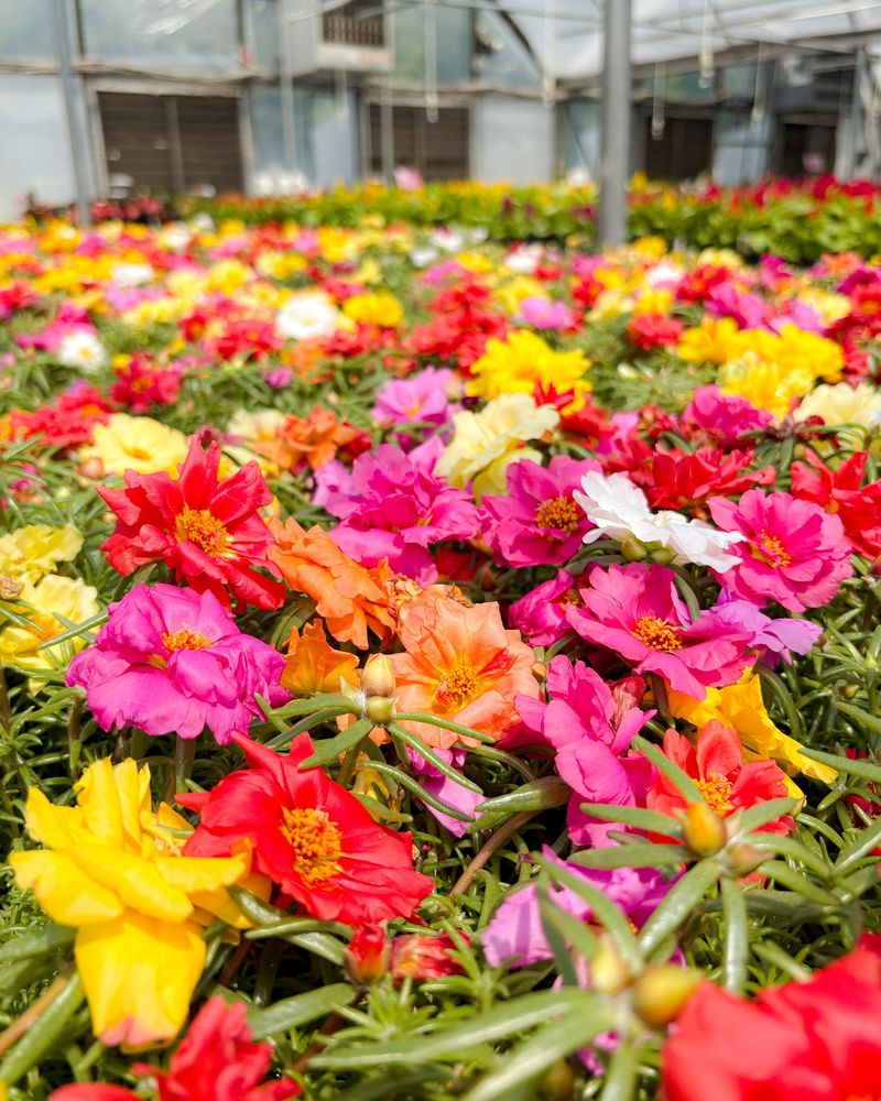 Expect Flowers To Follow The Sun