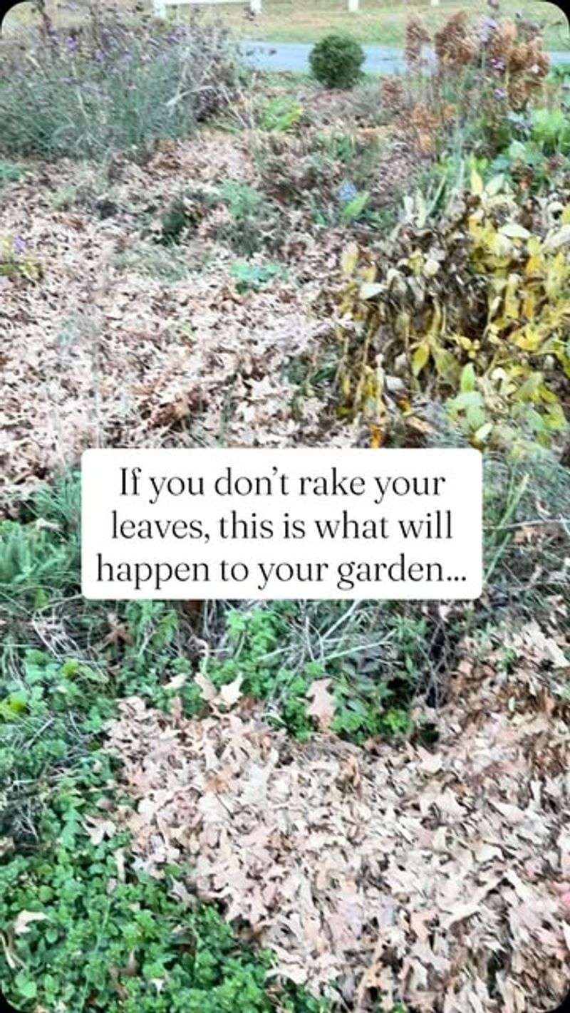 Remove Leaf Litter Without Scalping the Lawn