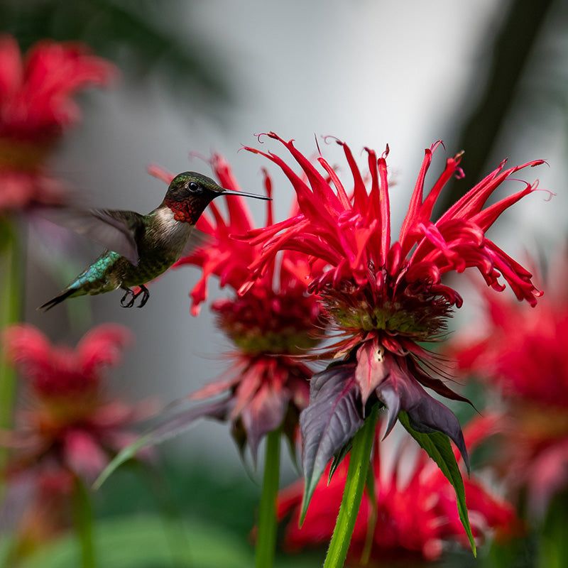 Bee Balm Brings Hummingbirds To Clay Soil