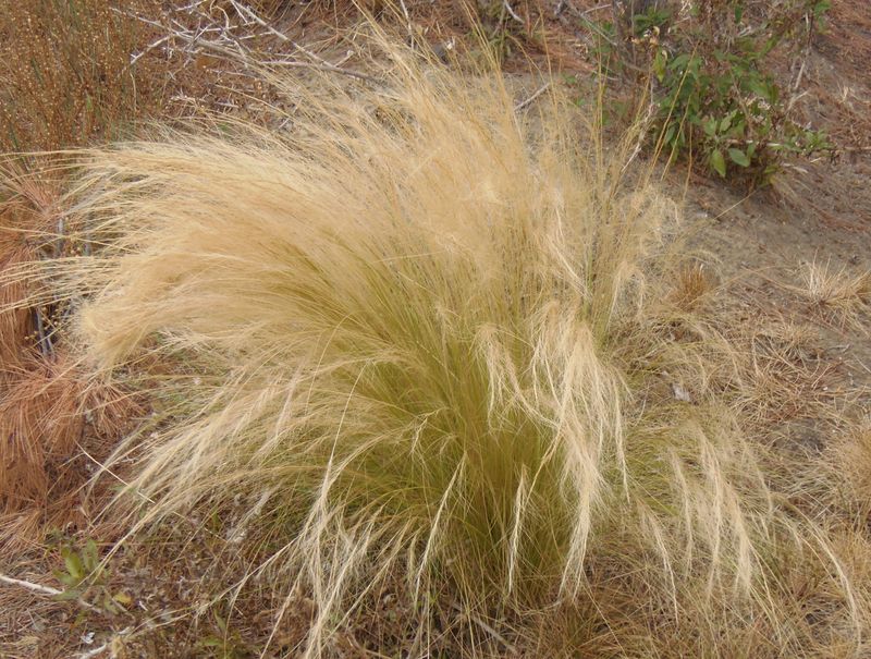 Abundant Seed Changes The Planting Decision