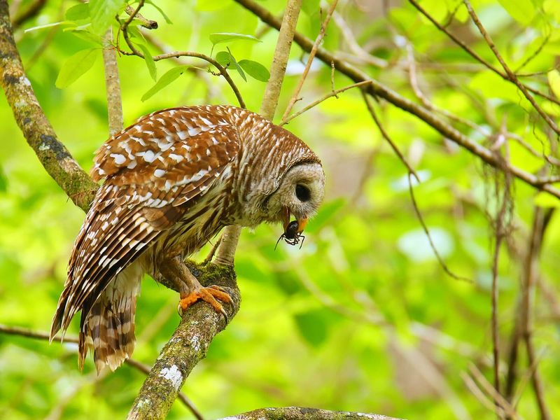 One Sighting Cannot Diagnose Rodents
