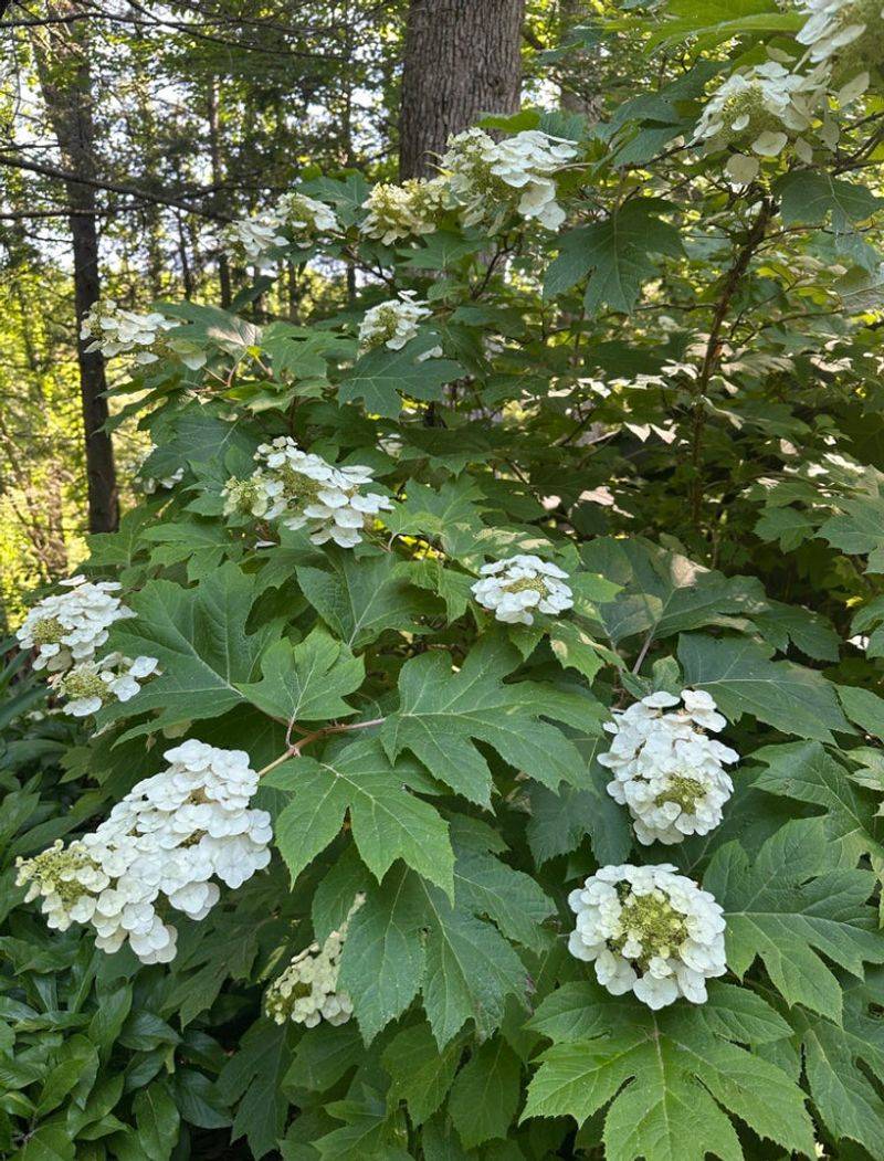 Oakleaf Hydrangea Blooms On Southeastern Clay