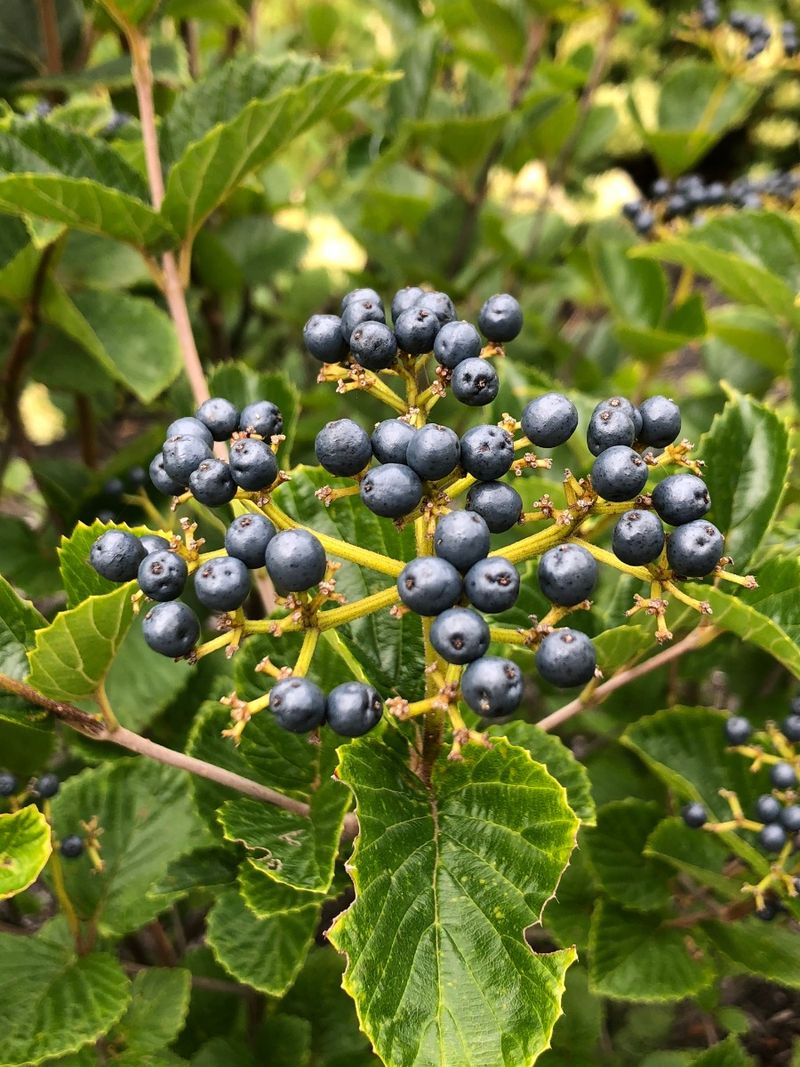 Arrowwood Viburnum Builds Bird Strongholds And Blue Berries