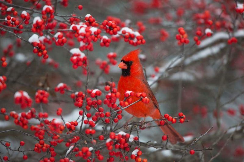 Winterberry Holly Sets A Table For Winter Birds