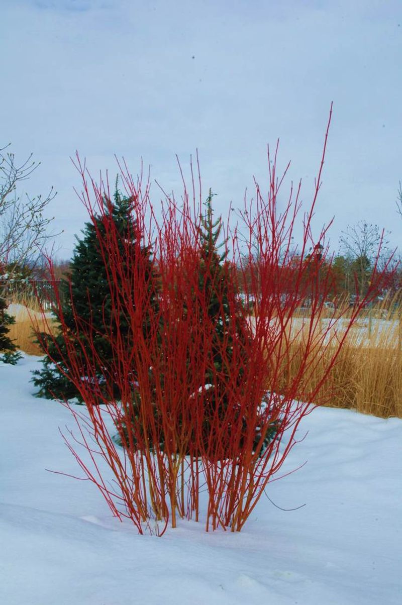 Shrubby Dogwoods Give Four Seasons Of Interest
