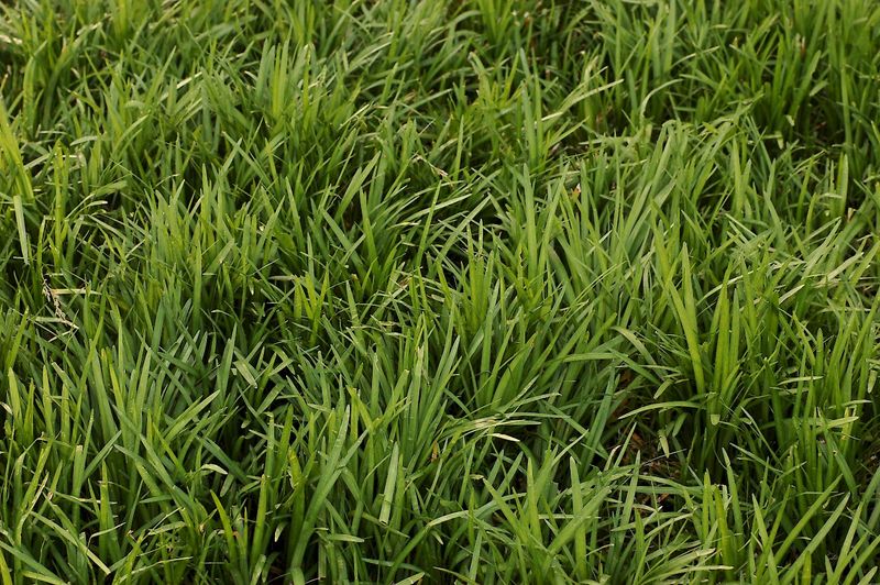 Liriope Spicata Is The One That Really Runs