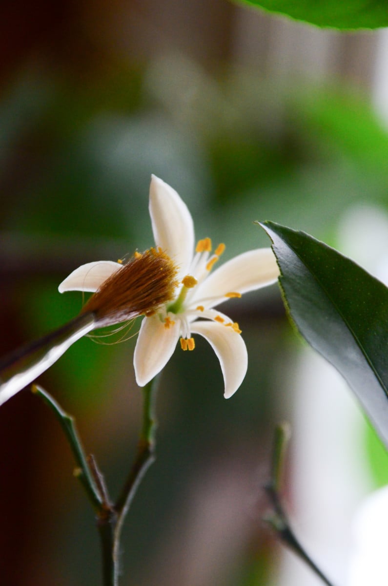 Flowers Need Calm More Than Fussing