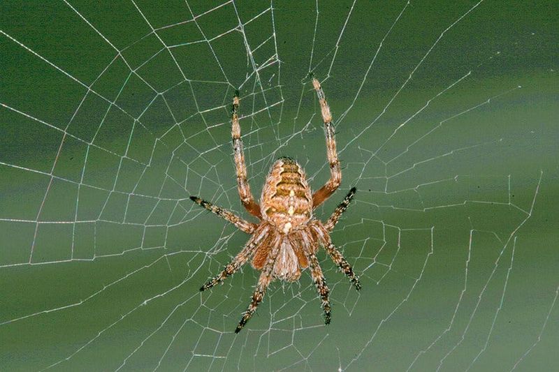 The Useful Answer Is Spiders—With a Smaller Promise