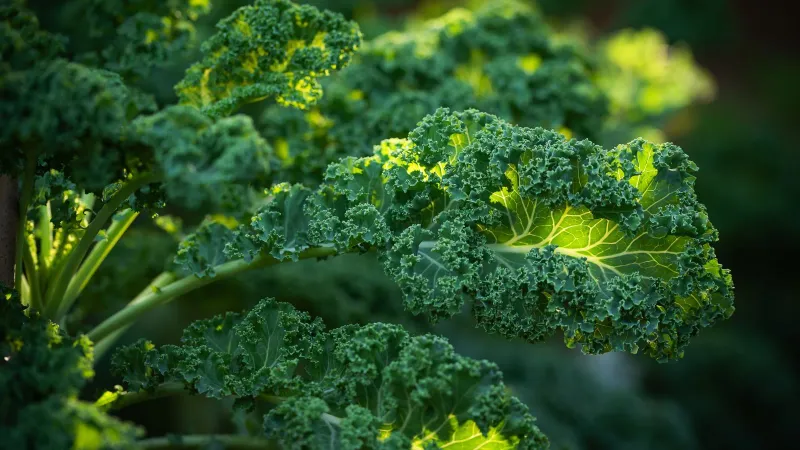 Kale Gets Sweeter The Moment Frost Hits