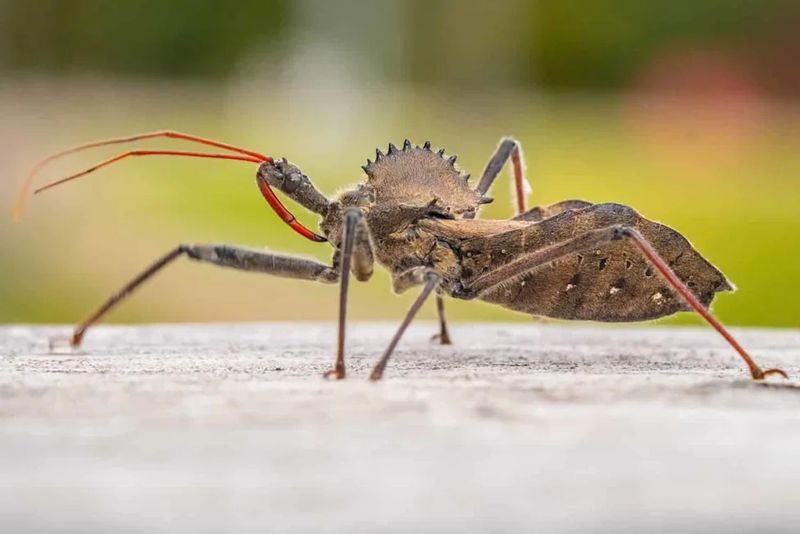 Wheel Bugs Attack Eggs And Nymphs