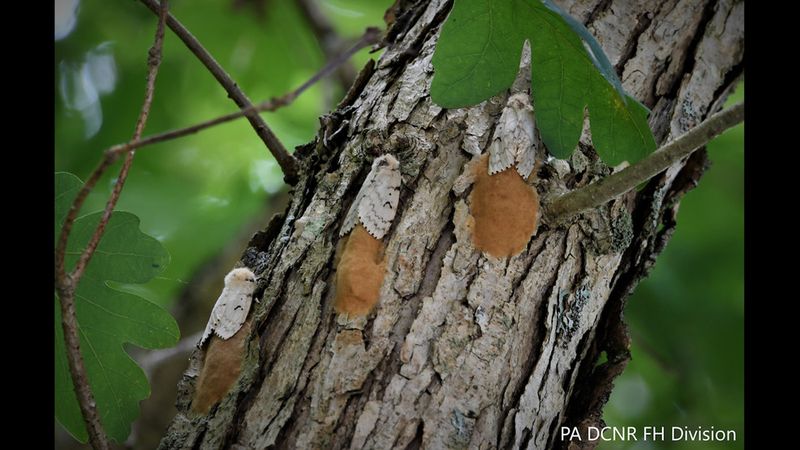 The Pest Behind Pennsylvania’s Oak Defoliation