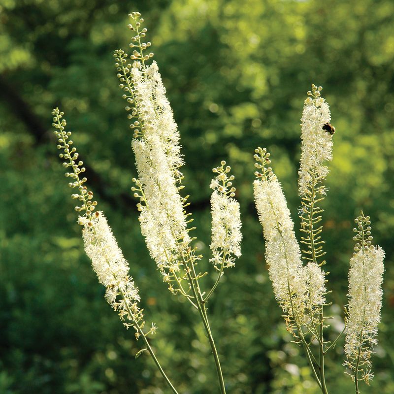 Black Cohosh Stands Tall And Proud In The Deepest Shade