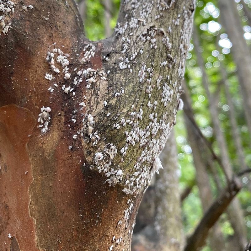 Check Other Causes Before Blaming an Insect