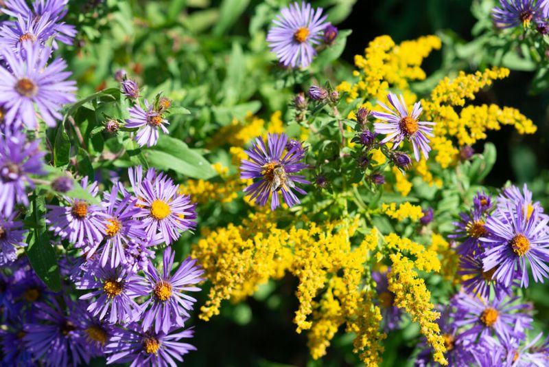 Build More Than A Goldenrod Monoculture