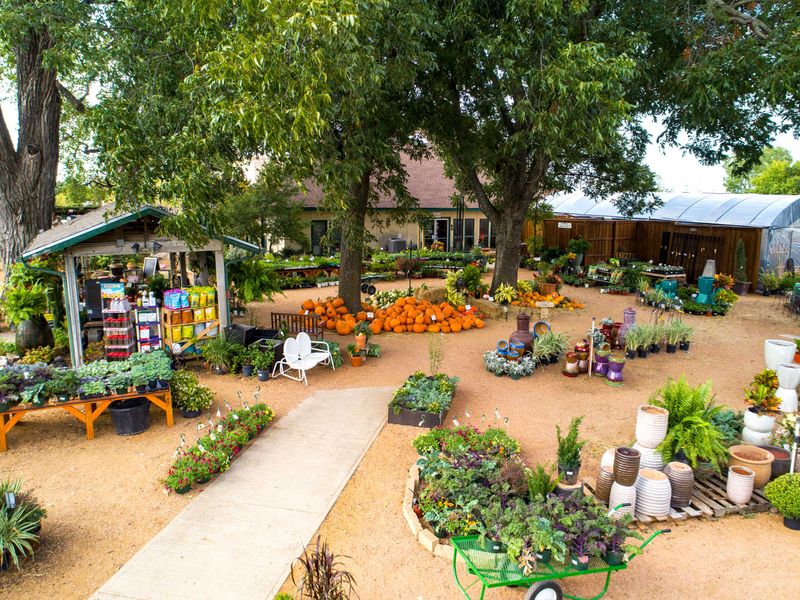 Shades Of Green Toughens North Texas Yards