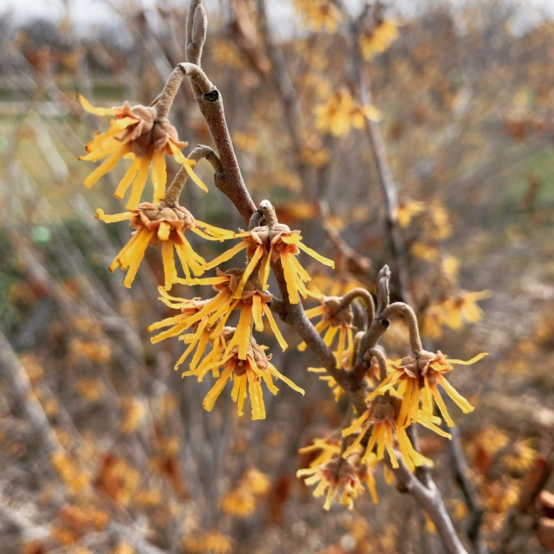 Winter's Golden Glow: Common Witch Hazel