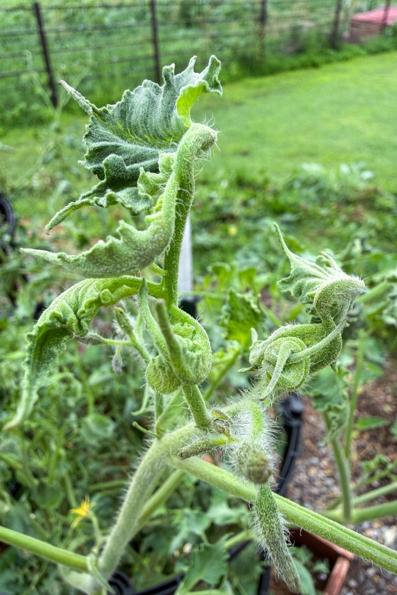 New Growth Can Point To Herbicide Injury Or Viruses
