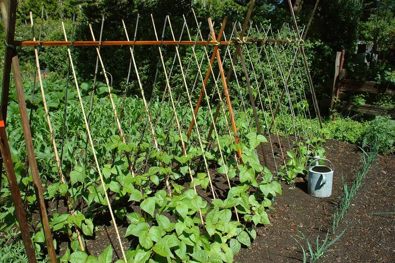 Make a Small Footprint Produce More
