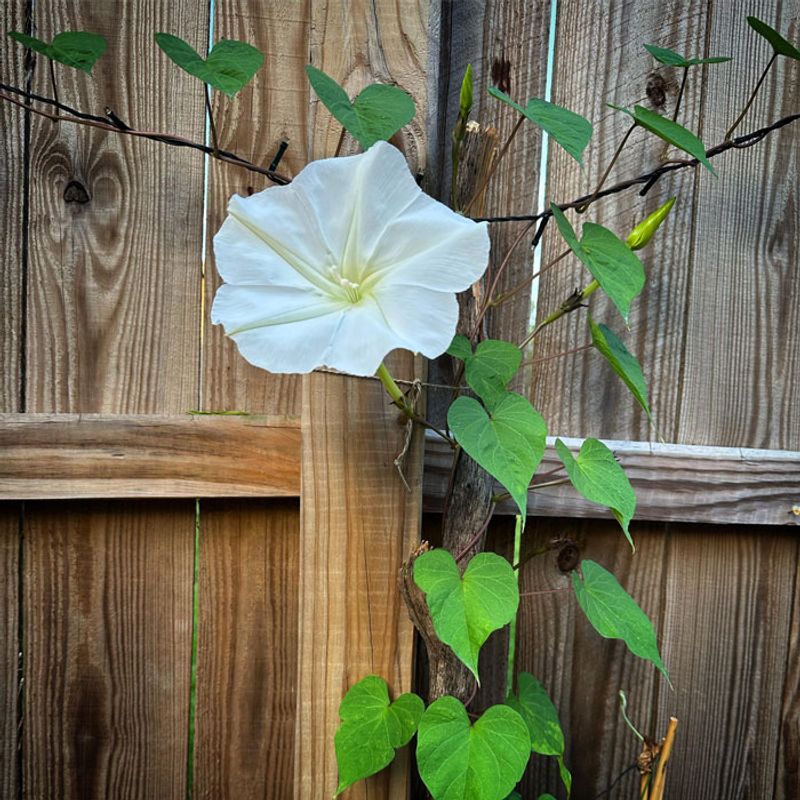 The Name Moonflower Hides A Serious Trap