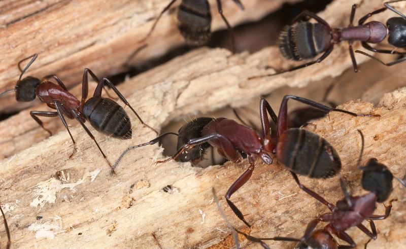 Carpenter Ants Can Reveal Decay