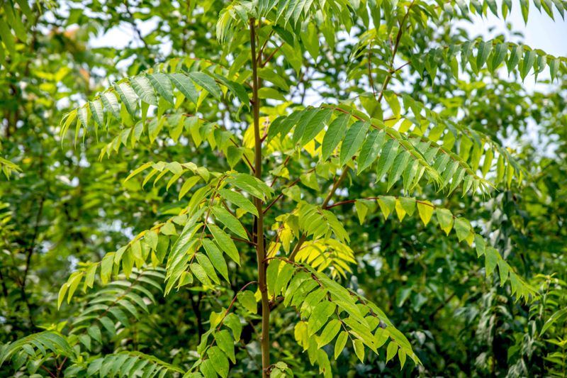 Tree-Of-Heaven Punishes A Hasty Cut