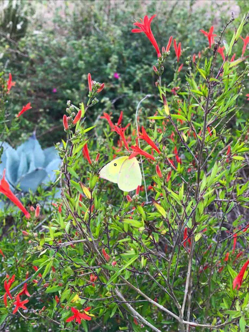 Choose Plants For Your Ecoregion
