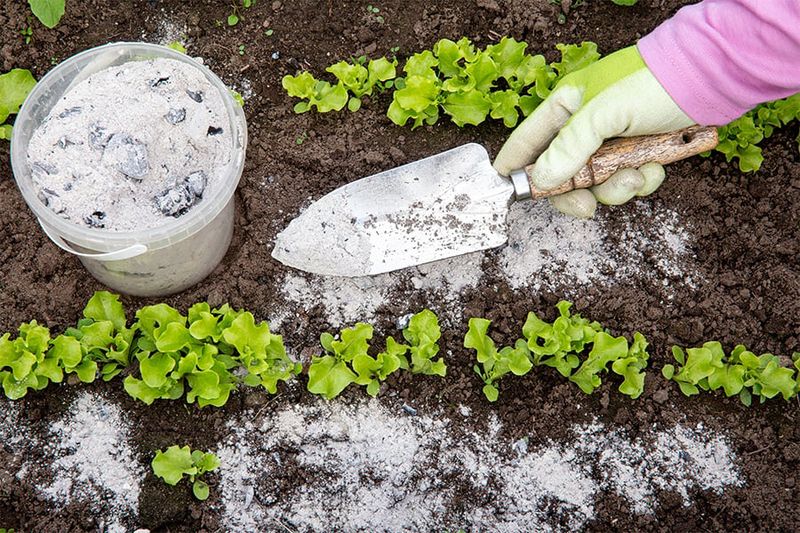 Ash Acts More Like Lime Than Fertilizer