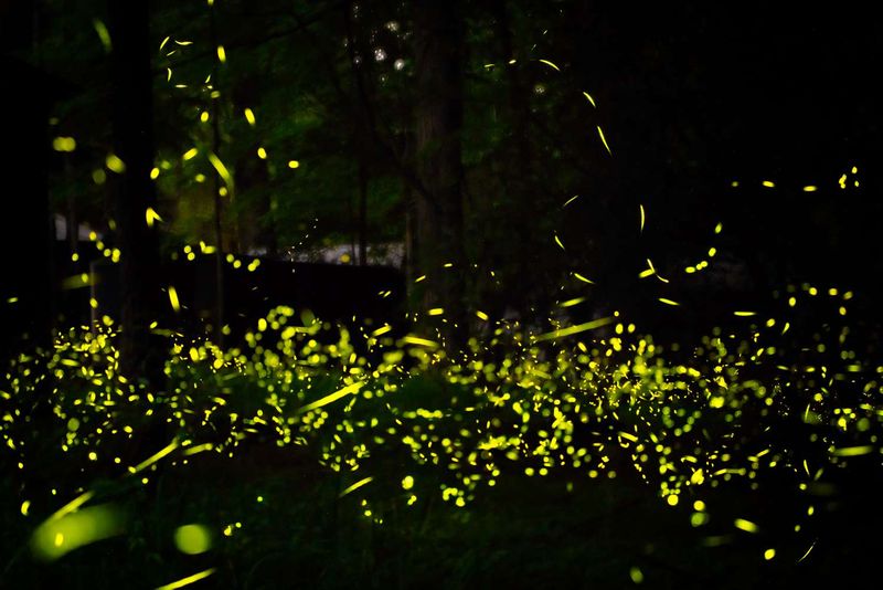 Darkness Helps Some Fireflies Communicate