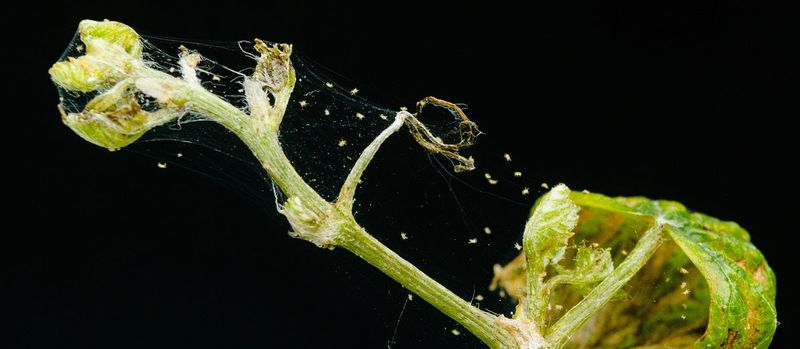 Spider Mites Exploit a Thirsty Tree