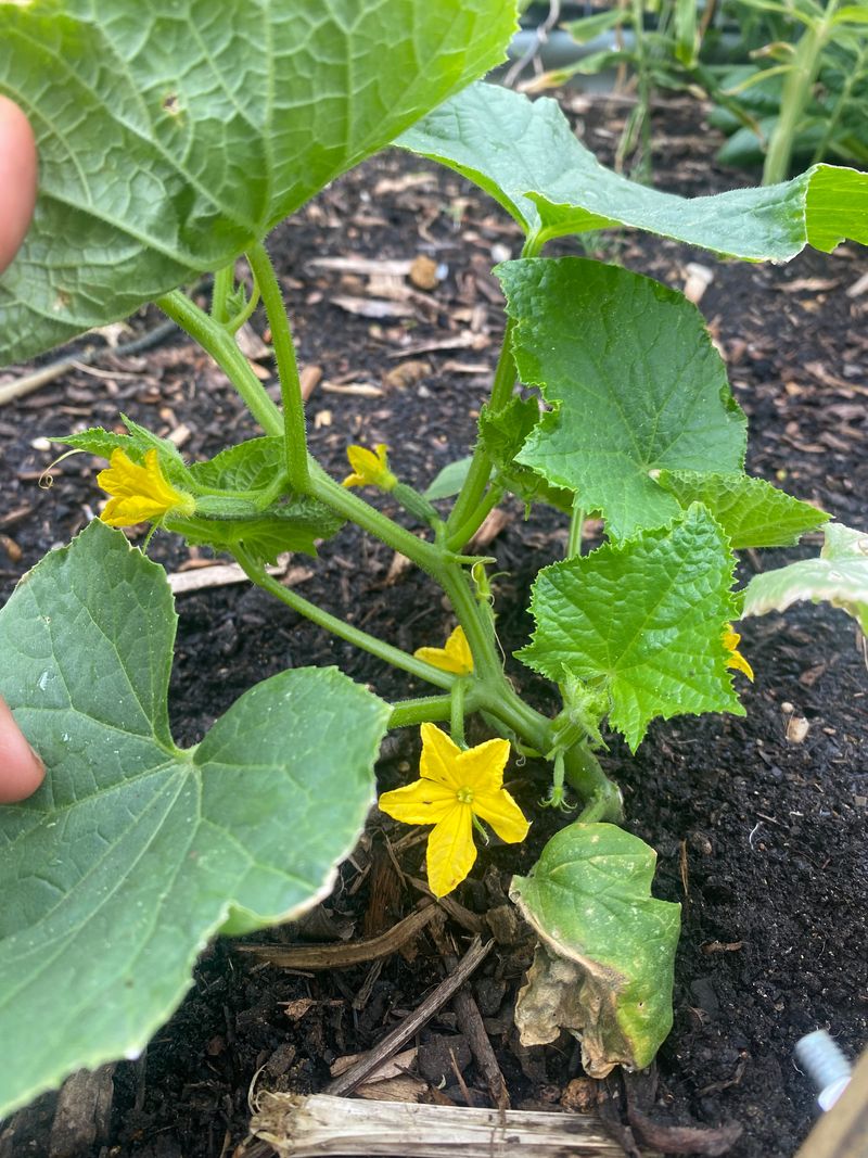 Check Variety Genetics And Physical Obstructions