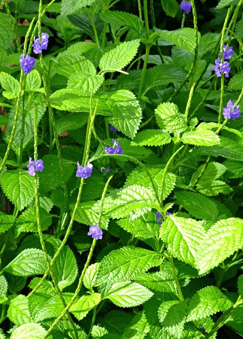 Blue Porterweed Forms A Lush Groundcover