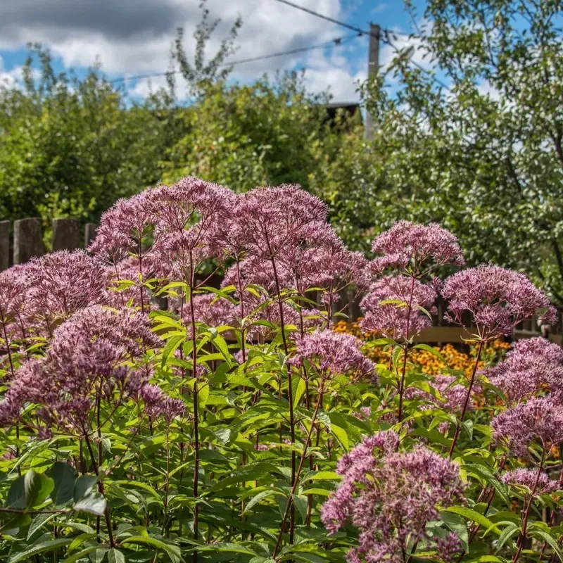 Joe Pye Weed Towers Over The August Slump