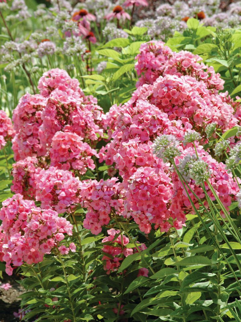 Garden Phlox