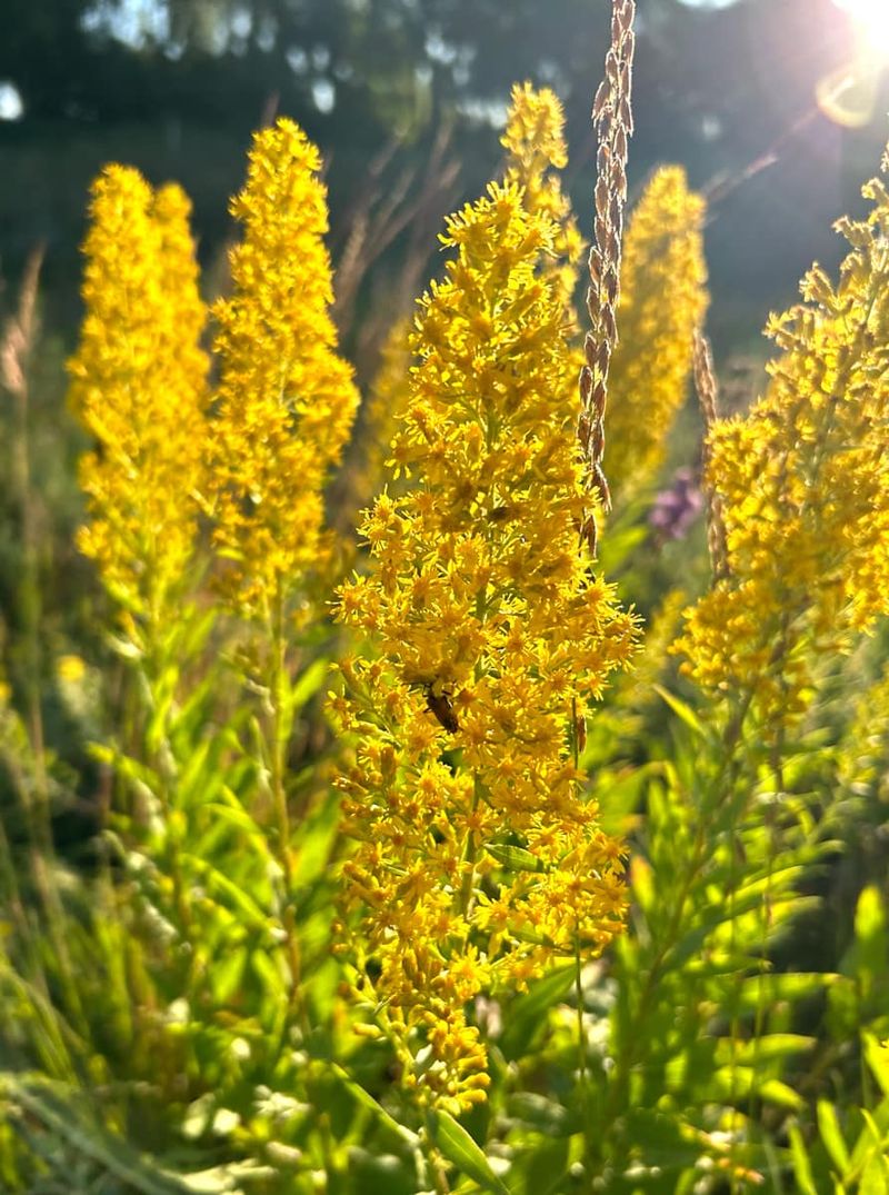 Goldenrod Feeds Late Pollinators And Fills Vertical Space