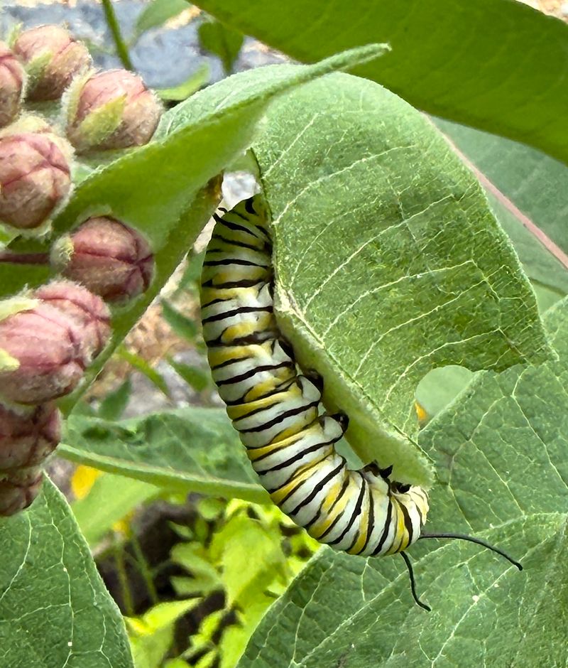 The Safest Move Keeps the Caterpillar Outside