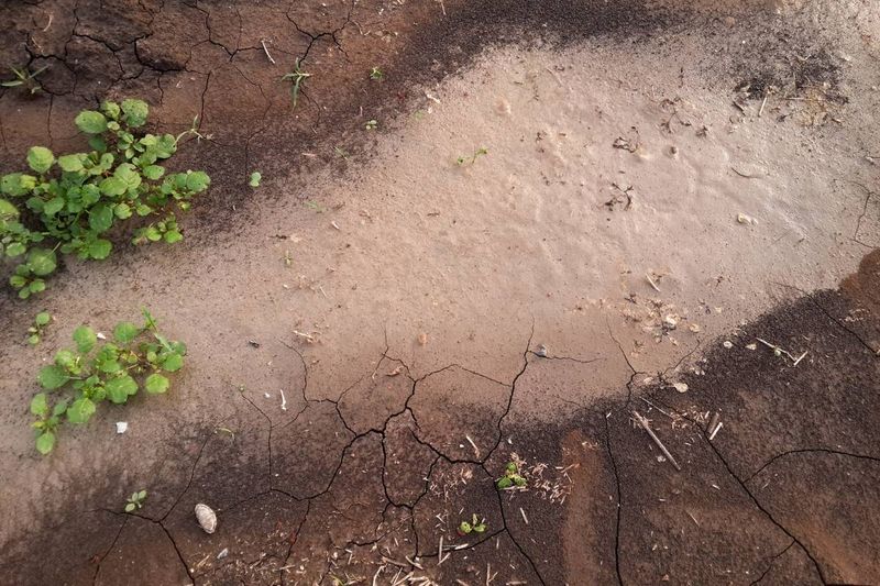 Check Water, Soil, And Roots First