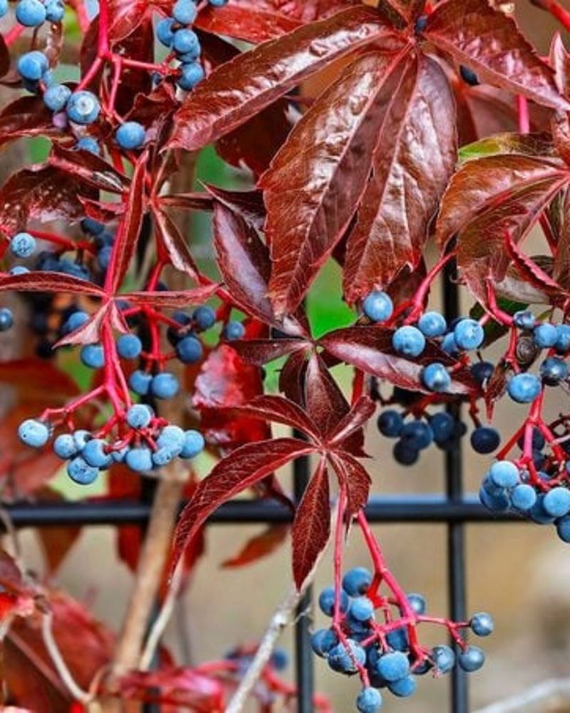 The Berries And Fire Risk Change Where It Belongs