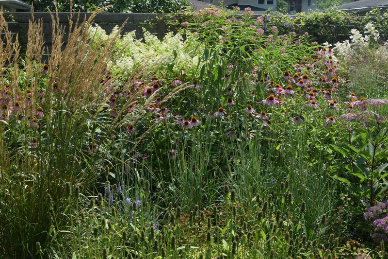 Native Grasses And Joe-Pye Weed Fill The Ground Layer