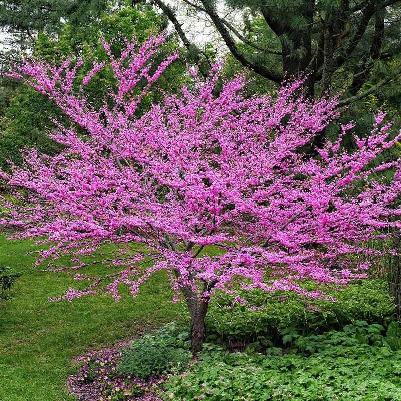 Eastern Redbud Paints The Driveway Pink First