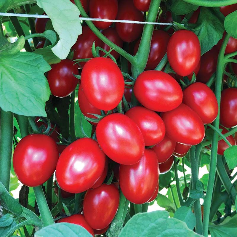 Ruby Crush Beats The Clock In A Short Fall Window