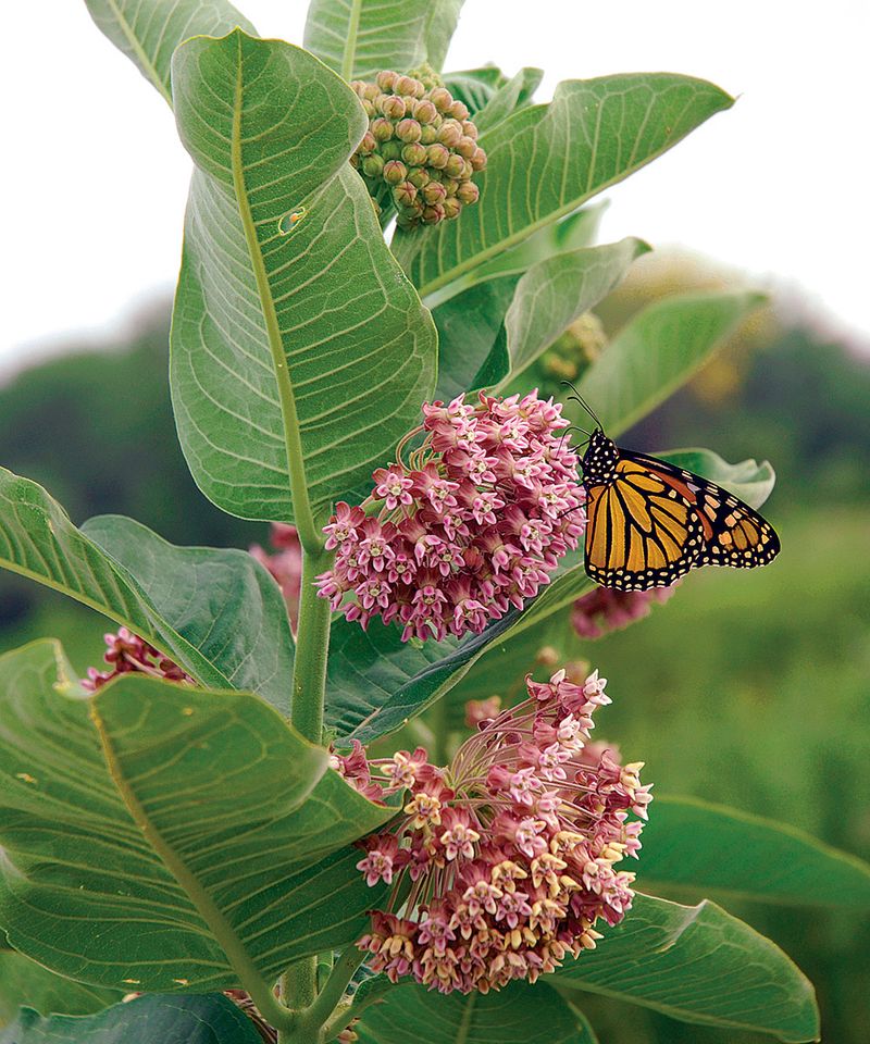 Plan Blooms for More Than One Moment