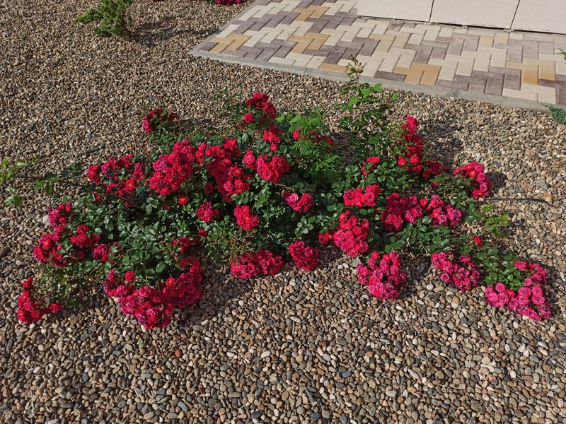 Choose the Plant by Its Mature Spread