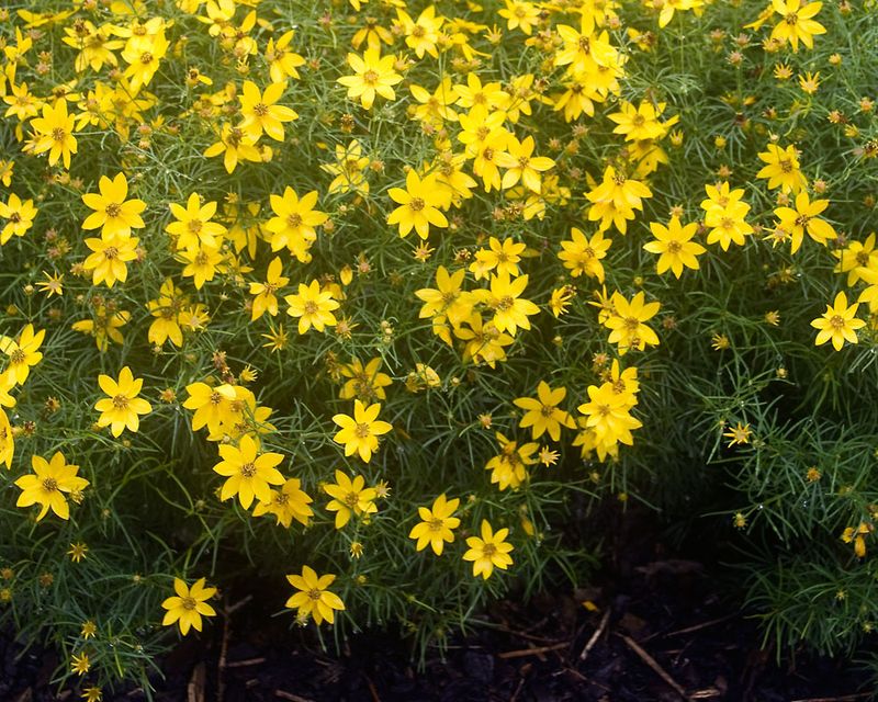 A Summer Shear May Bring More Flowers