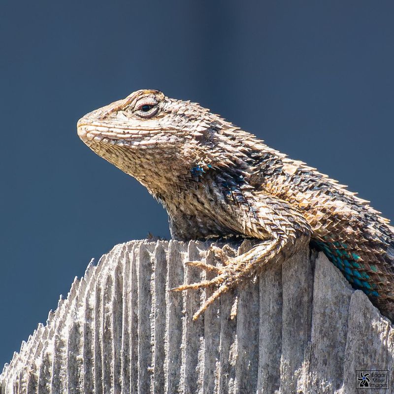 A Sudden Sightings Increase May Reflect Visibility