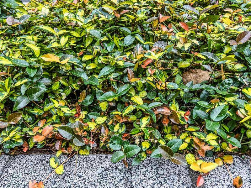 Shady Spots Under Oaks Finally Get Cover