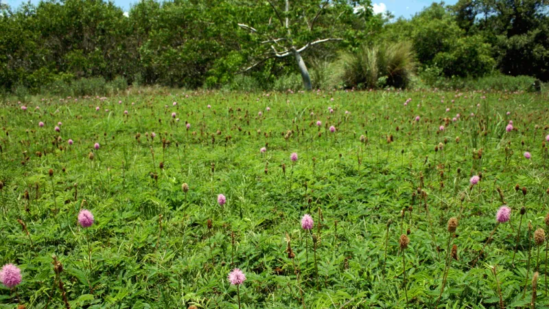 Sunshine Mimosa Offers a Low Lawn Alternative
