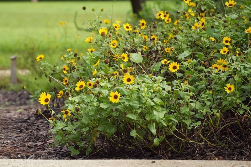 Beach Sunflower Brings Cheerful Blooms To Tough Spots